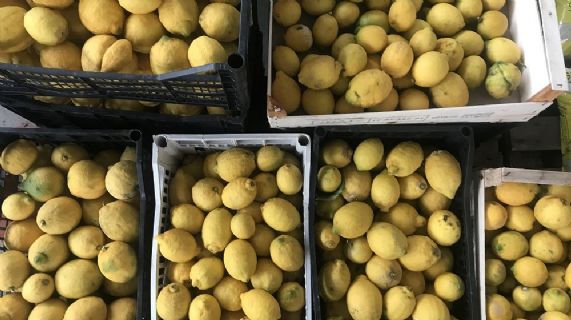 A Seminat  e al Via Roma Street Market di Piacenza i limoni e le arance di AMCS