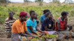 Microeconomia circolare su pratiche agricole, di allevamento e pastorizia tra popolazione rifugiata e la comunità nel distretto di Adjumani